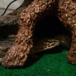 Isis and Circe, 2 of my females