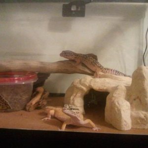 Hestia and her cagemate, Eos