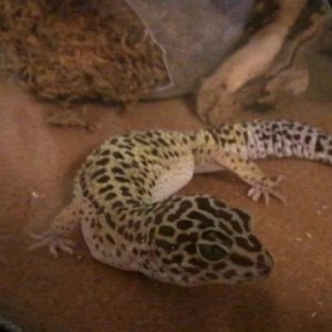 Hestia, about 2 yrs old. A rescue I decided to keep