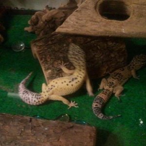 Circe making friends with Io