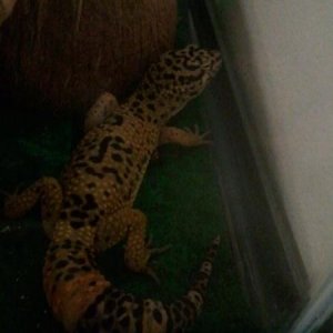 Io, still a juvenile but man, hes gettin biig!