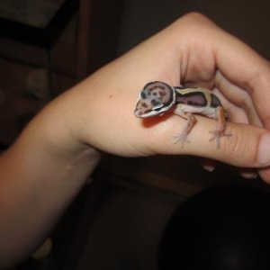 Monty resting on my hand, I think he is Jungle Morph, judging by his random markings...I can't wait to see what he looks like when he is older!