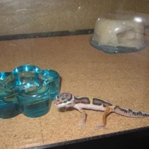I got him a tea-light candle holder to keep his meal worms in, they dont seem to be able to get out, and at first Monty couldn't tell how to get in. h