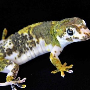 Super Pied 3DS6075LR