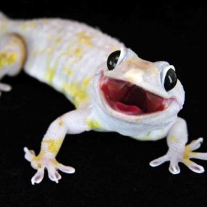 Calico Yellow 3DS1662LR