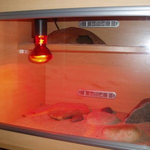 vivarium setup 4ft