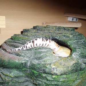 sky in her humid hide