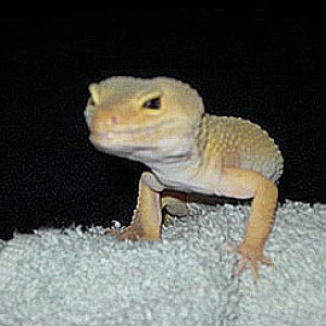 gizmo2