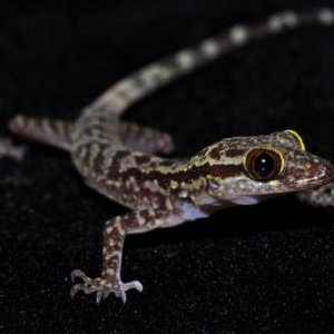 Cyrtodactylus quadrivirgatus