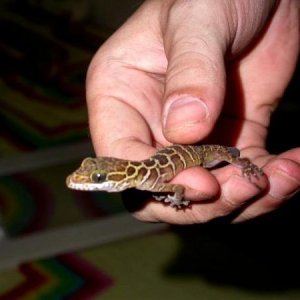 Cyrtodactylus peguensis