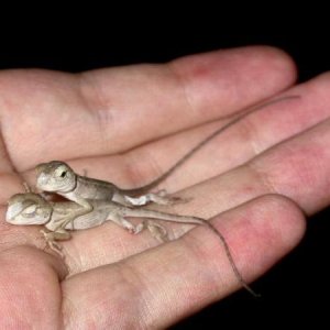 Calotes Versicolor babies