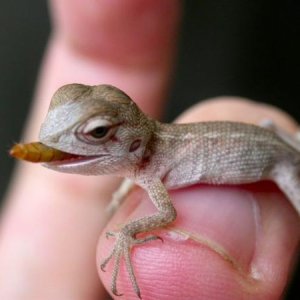 Calotes Versicolor baby