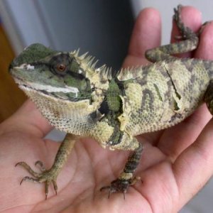 Calotes Emma Emma Skin Shedding