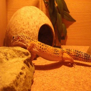 "What's this?  A cricket!?"