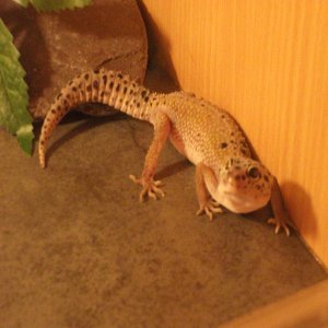 This is Star, she is an Enigma and requires a fair amount of help with shedding.  Her feeding was bad too but things seem to be improving with that :)