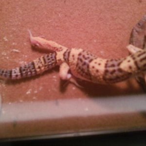 Legs are so thin, tail had thinned out so much. Stomach thinning out, but shortly became bloated from liquid in abdomen.