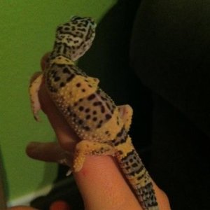 You can see the legs are thicker. It’s hard to tell that the tail is plumper, but it is :)