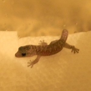 Baby Oedura lesueurii