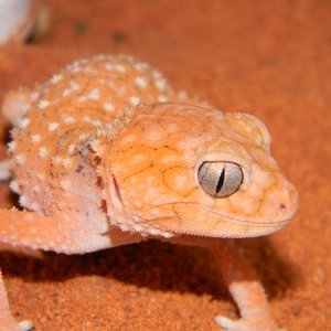 N.amyae