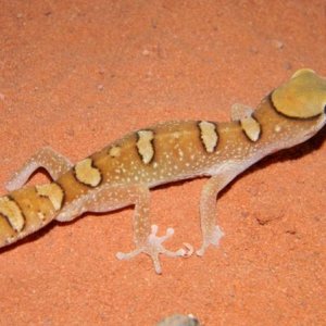 D.galeatus