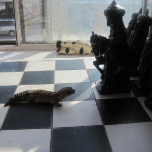 Playin Chess with the big guys