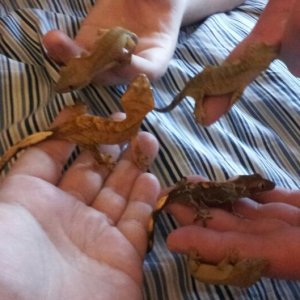 all five (on the top left diego then cookie hades bart maggieis in the bottom right)