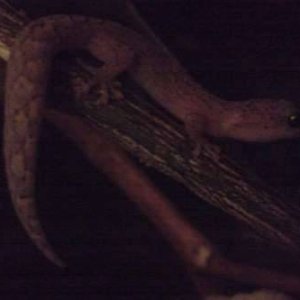 Mm marbled gecko