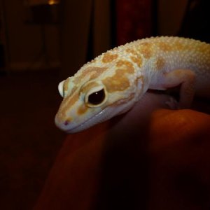 Lois; RAPTOR