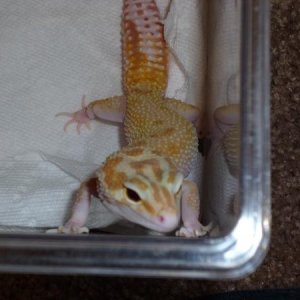 Lois, RAPTOR