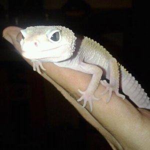 POWDER - 6 months, male