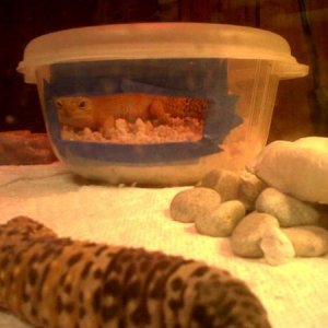 getting ready to lay her first clutch