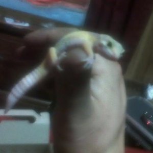 bran new from petco. thumb hugger