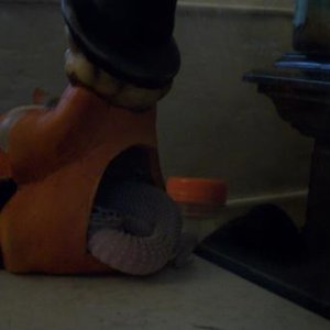 Moira and Hector curled up in a candle holder.  I still have no idea what they were thinking.