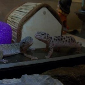 Snickers and Moira hanging out together.