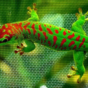 Cherry Head morph of a giant day gecko, Phelsuma grandis from www.GeckosInc.com