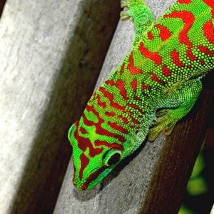 Crimson morph of a giant day gecko, Phelsuma grandis from www.GeckosInc.com