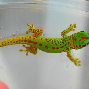 Partial Striped morph of a giant day gecko, Phelsuma grandis from www.GeckosInc.com