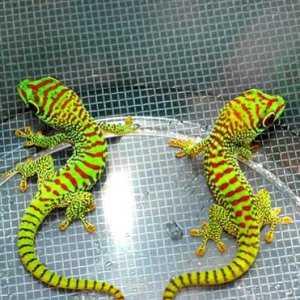 Hatchling Crimson morph of a giant day gecko, Phelsuma grandis from www.GeckosInc.com