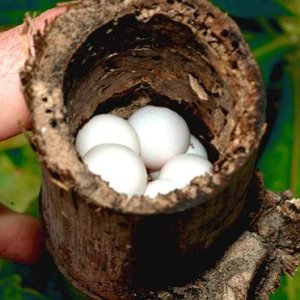 Communal egg laying site from www.GeckosInc.com