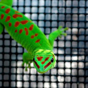 High End morph of a giant day gecko, Phelsuma grandis from www.GeckosInc.com