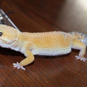 Chubby Sahara she's such a cutie pie