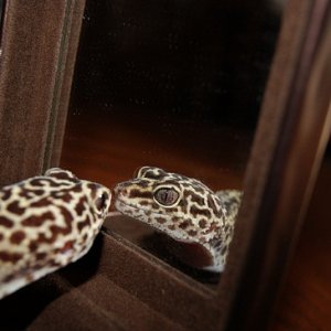 Kalahari lookin at herself. I tried to move her that day and she would not have it. She was entranced