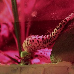 tail