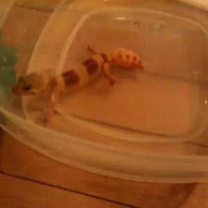 Hydra taking a bath. 
-One years old.