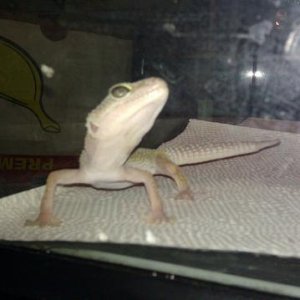 This is Cherish. We've rescued her and she's on her way to recovery.