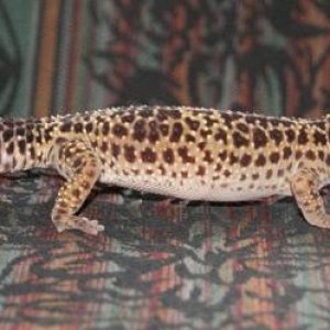 Kalahari posing. It always amuses me how the stand so straight.