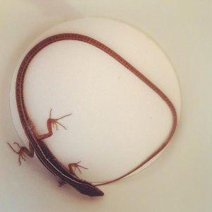 Here was TJ, the long tailed grass lizard. He passed on :(