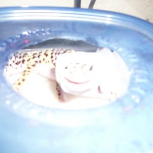 Hey I'm shedding in here!
