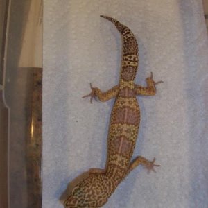 Tennessee ( she laid eggs a few days ago so she is not her normal size)