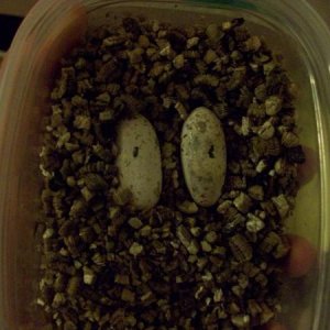 Tennessee's eggs